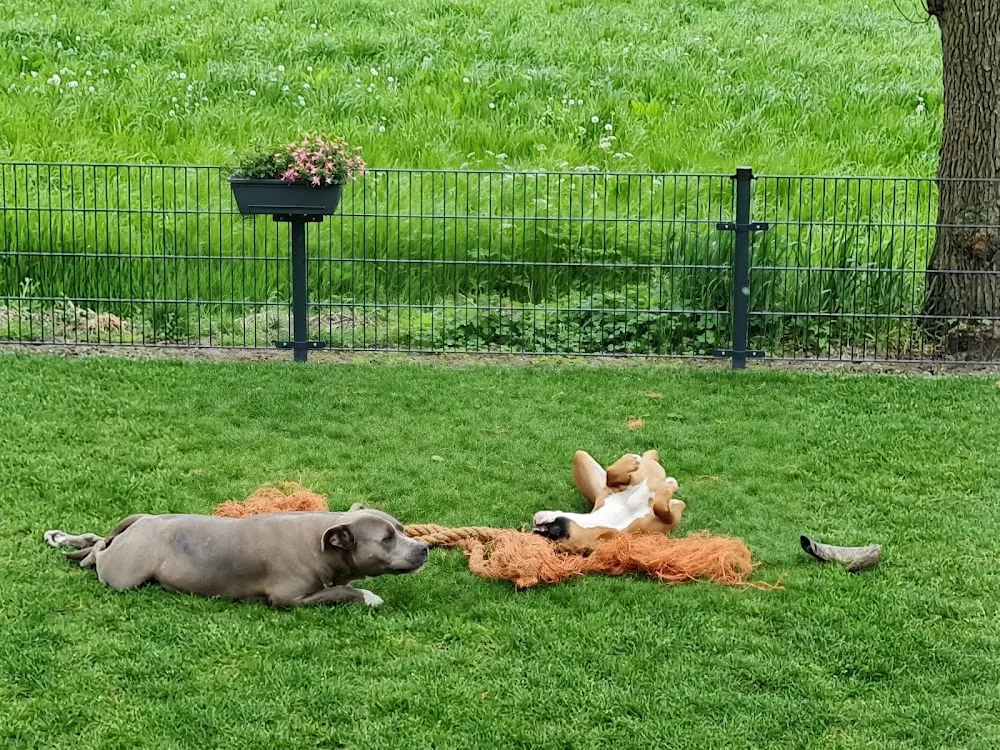 Hondenpension Het Hoge Boekel - Enschede pet otel