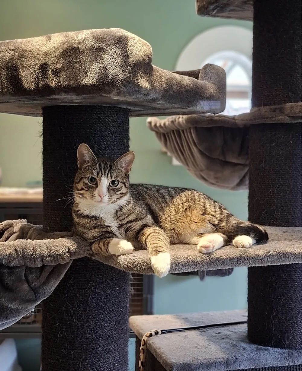 Kattenhotel De Klimhoeve - Enschede pet otel görseli 3