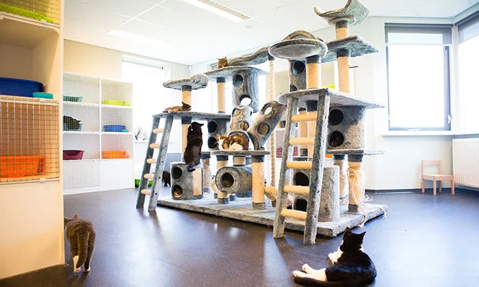 Kattenhotel Twente - Enschede pet otel