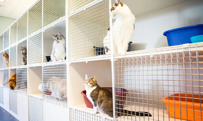 Kattenhotel Twente - Enschede pet otel görseli 3