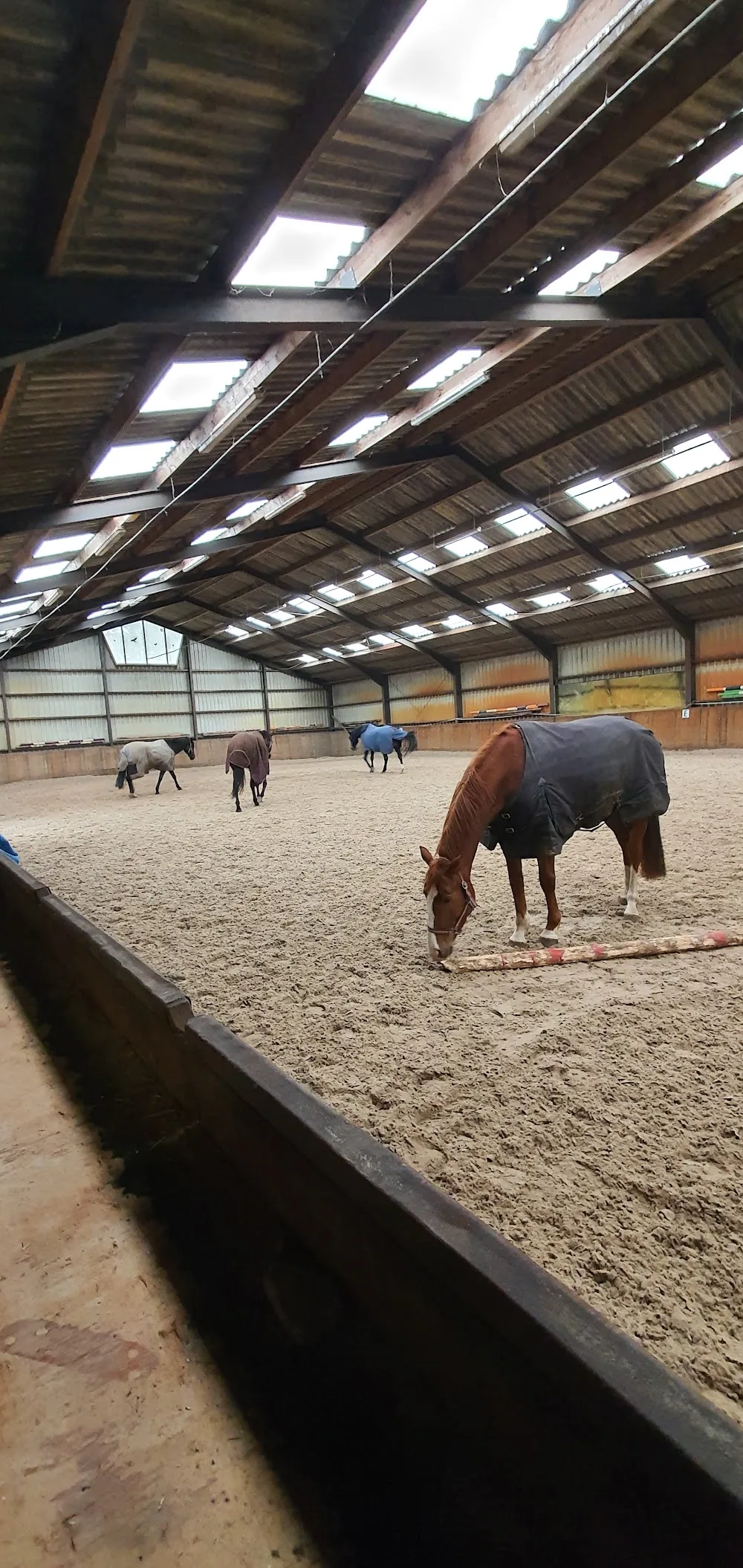 Kattenpension Tusveld - Marina Kuipers - Enschede pet otel