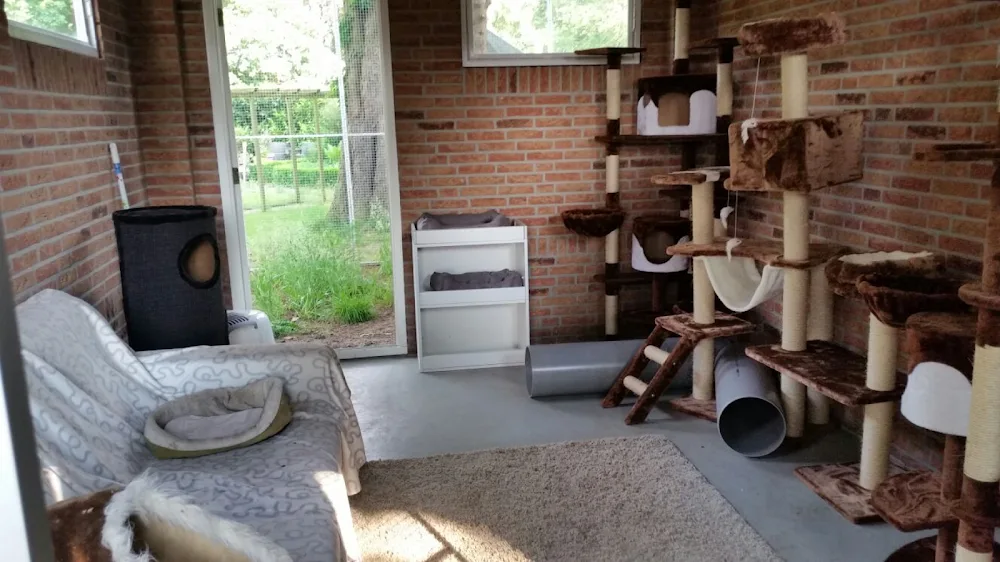 Kattenpension Tusveld - Marina Kuipers - Enschede pet otel görseli 3