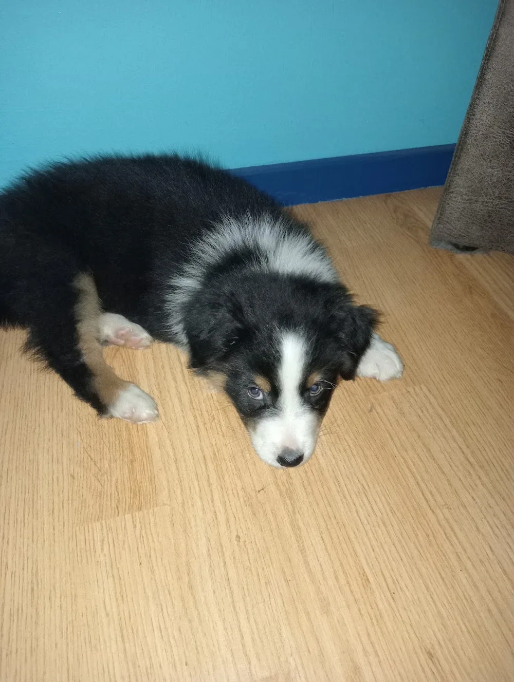 Kennel Tukker Bullies - Enschede pet otel görseli 3