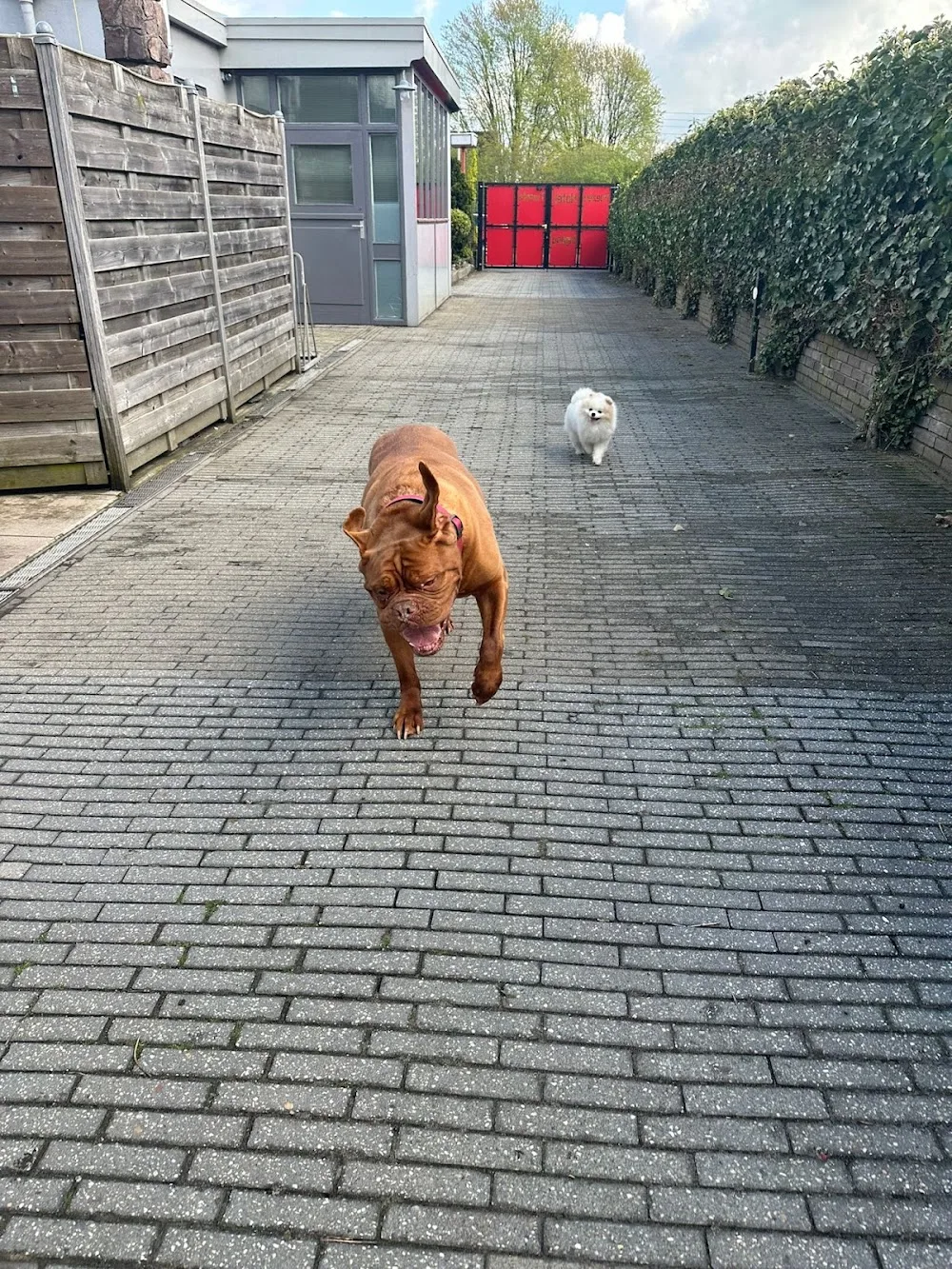 Poezen & Honden / Dieren Hotel/Pension Twente - Enschede pet otel görseli 3