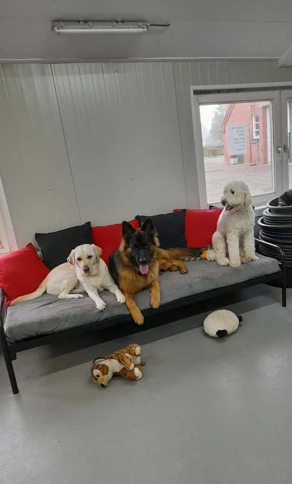 The Happy Dogs - Enschede pet otel