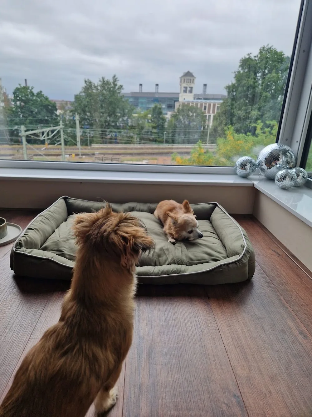 Zoë's Huis & dierenoppas | Hengelo, Enschede, Borne e.o. - Enschede pet otel görseli 2