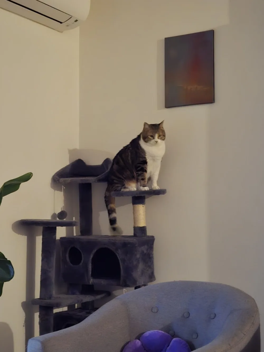 🐱 Bastet 🐱 Pension Familiale pour chat - Entraigues-sur-la-Sorgue pet otel