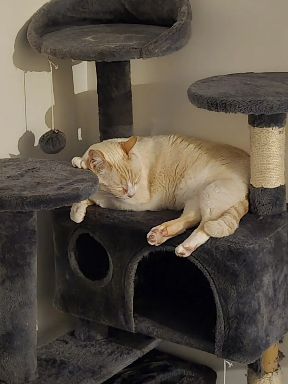 🐱 Bastet 🐱 Pension Familiale pour chat - Entraigues-sur-la-Sorgue pet otel görseli 3