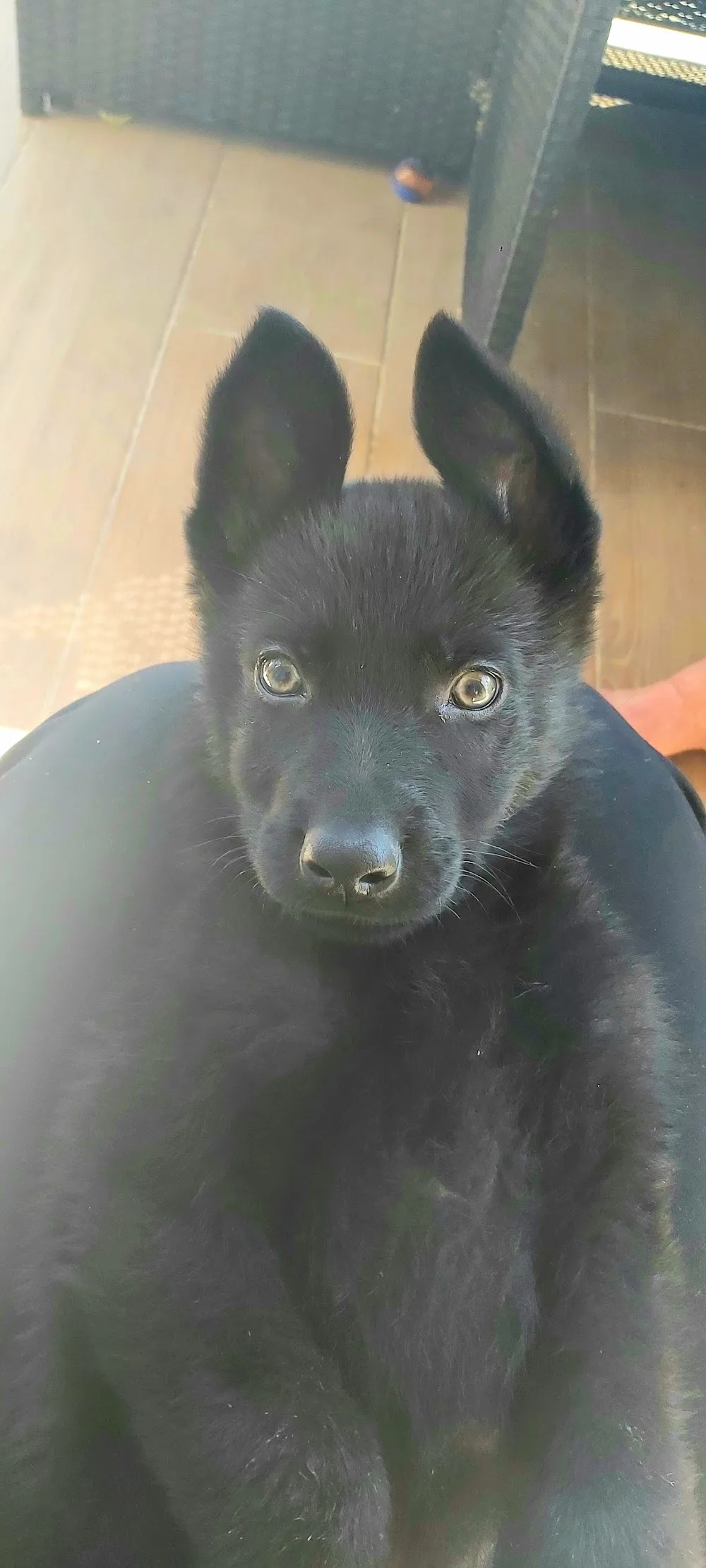 Lady Noire - Entraigues-sur-la-Sorgue pet otel