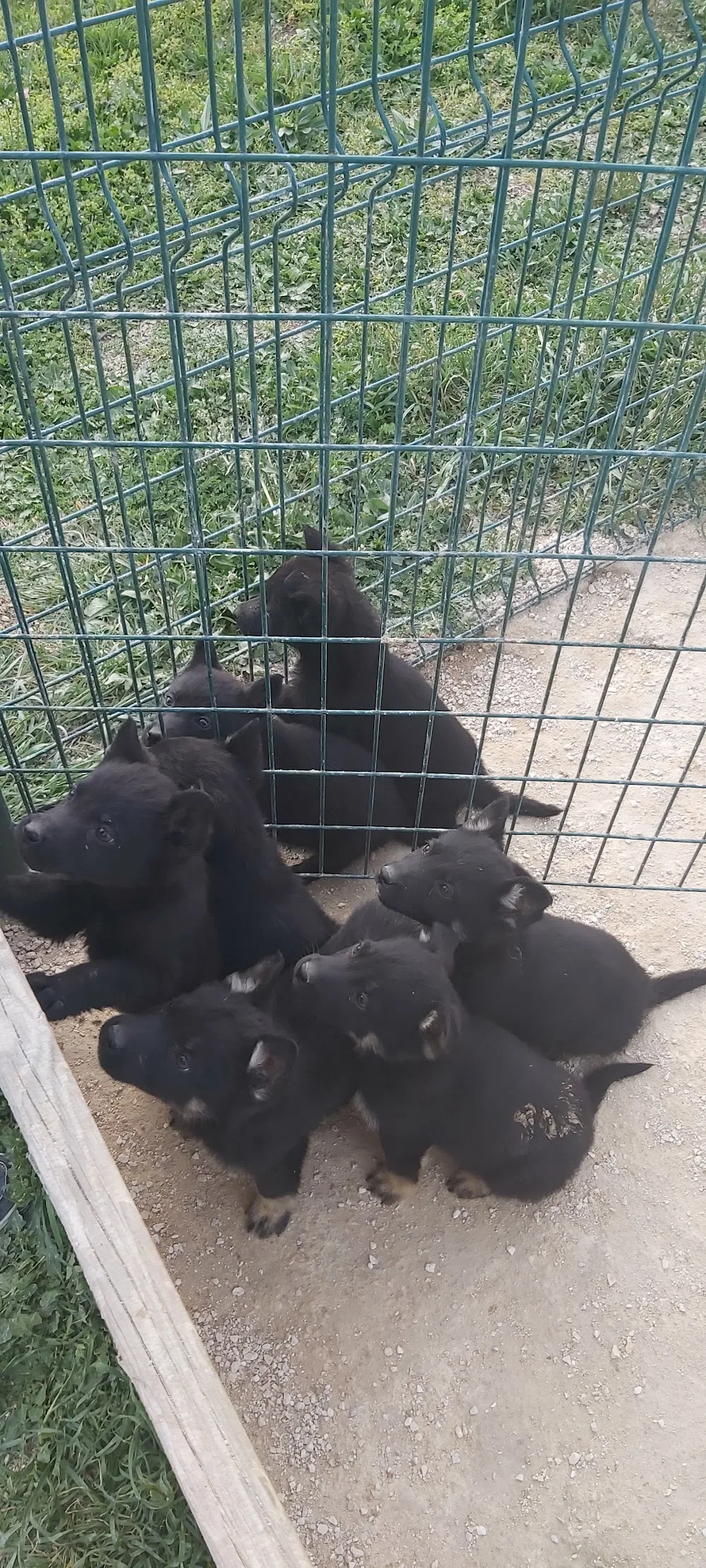 Lady Noire - Entraigues-sur-la-Sorgue pet otel görseli 3
