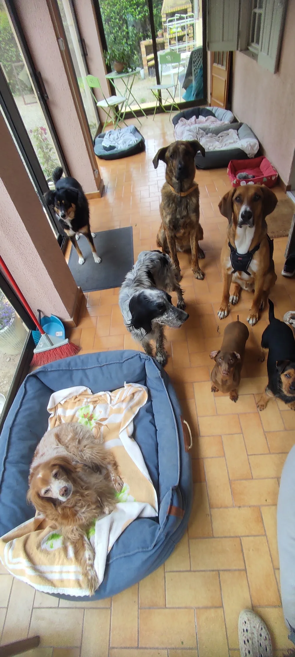 Ô Gré des Animaux - Entraigues-sur-la-Sorgue pet otel
