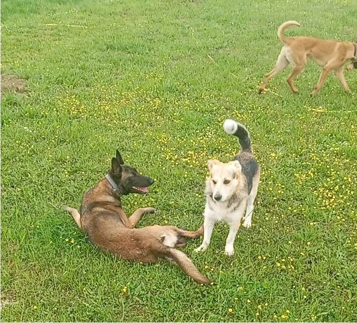 Dog passion Ioannina - Ξενοδοχείο σκύλων - Epirus pet otel görseli 3