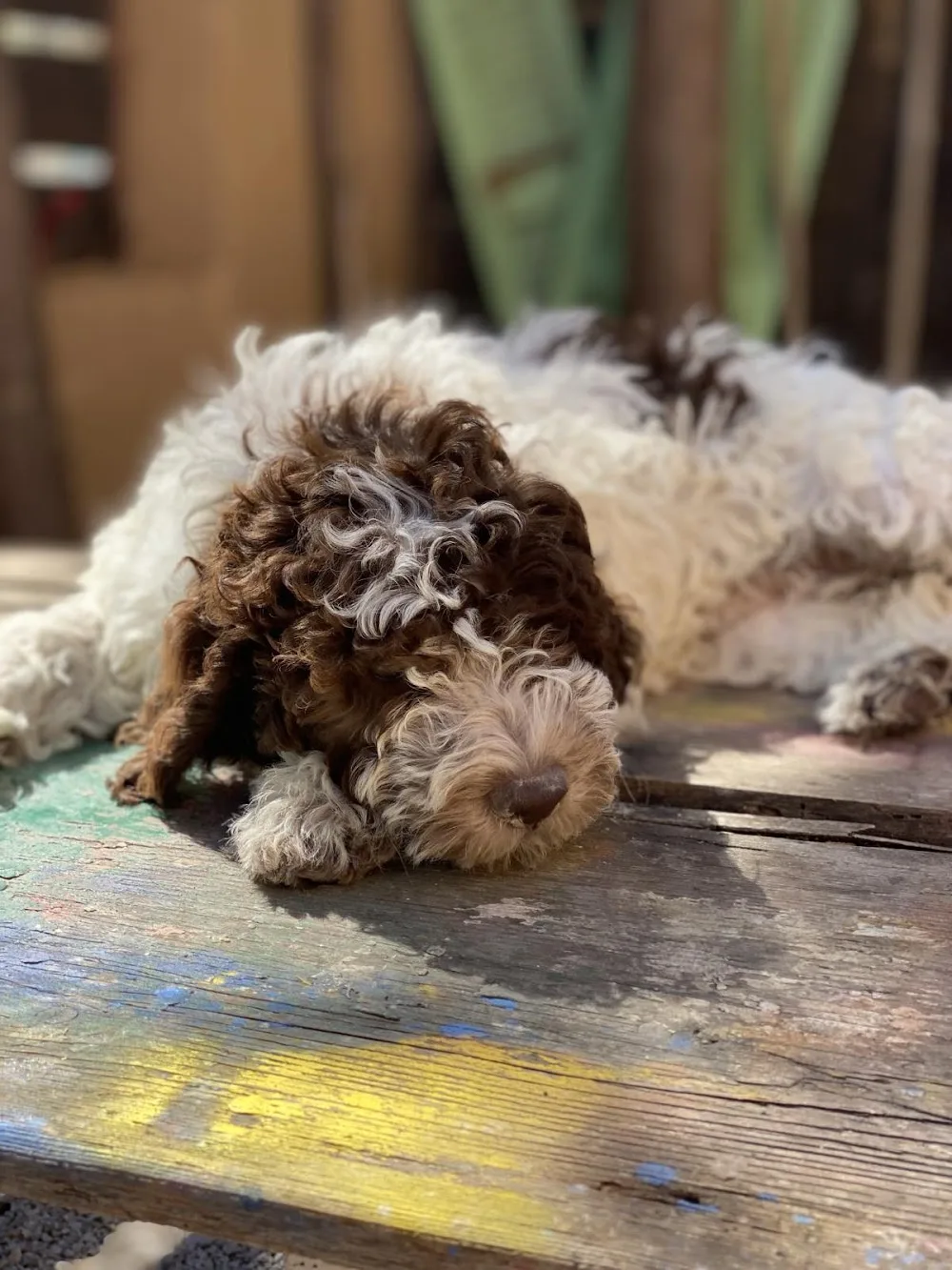 Teacher's Pets Lagotto Romagnolo Kennel - Epirus pet otel