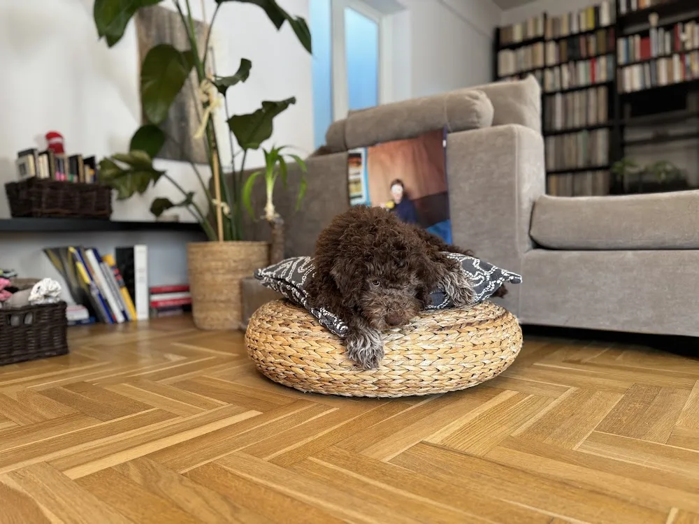 Teacher's Pets Lagotto Romagnolo Kennel - Epirus pet otel görseli 7
