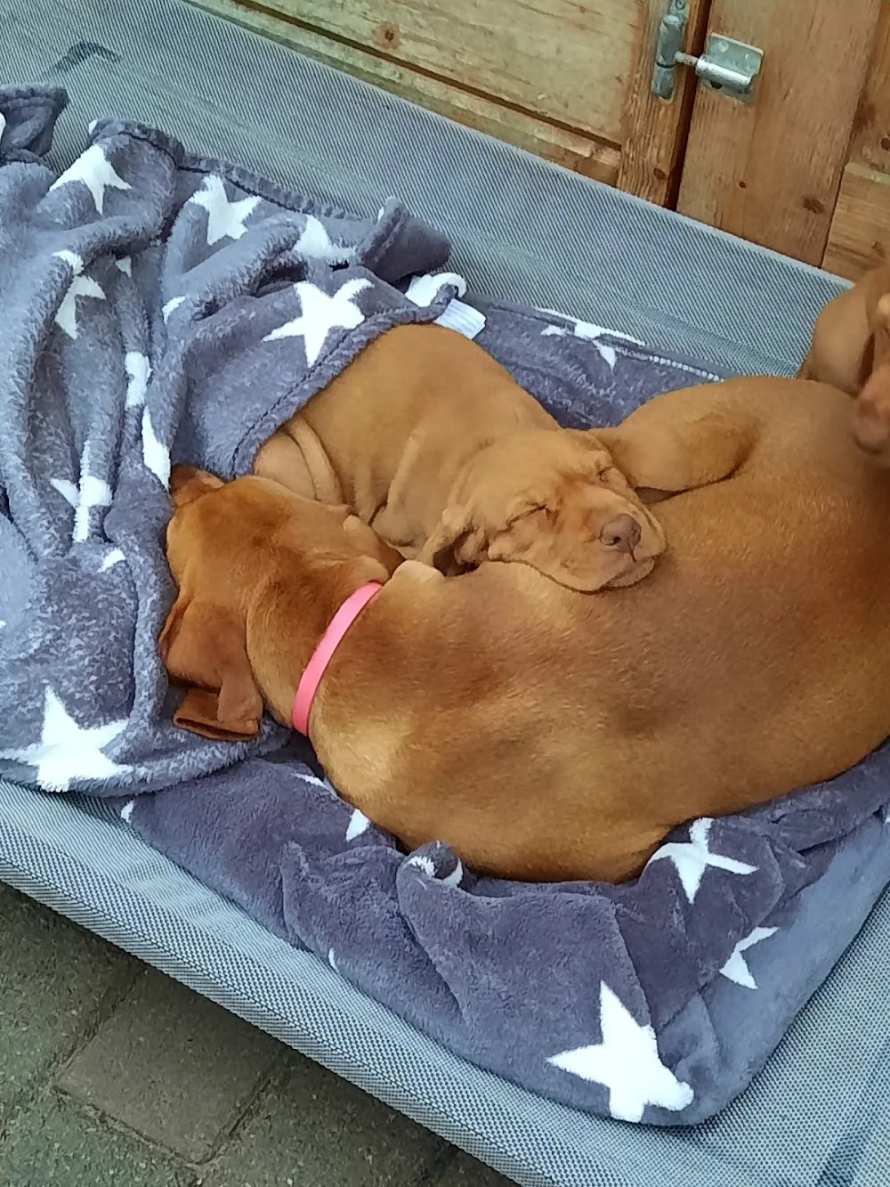 Berghof-Paulus Hunde-Resort - Erbach pet otel