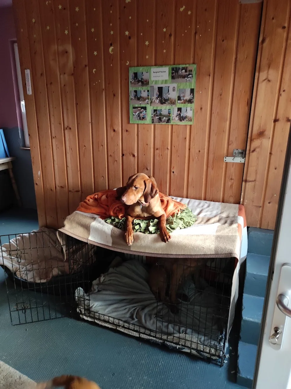 Berghof-Paulus Hunde-Resort - Erbach pet otel görseli 3