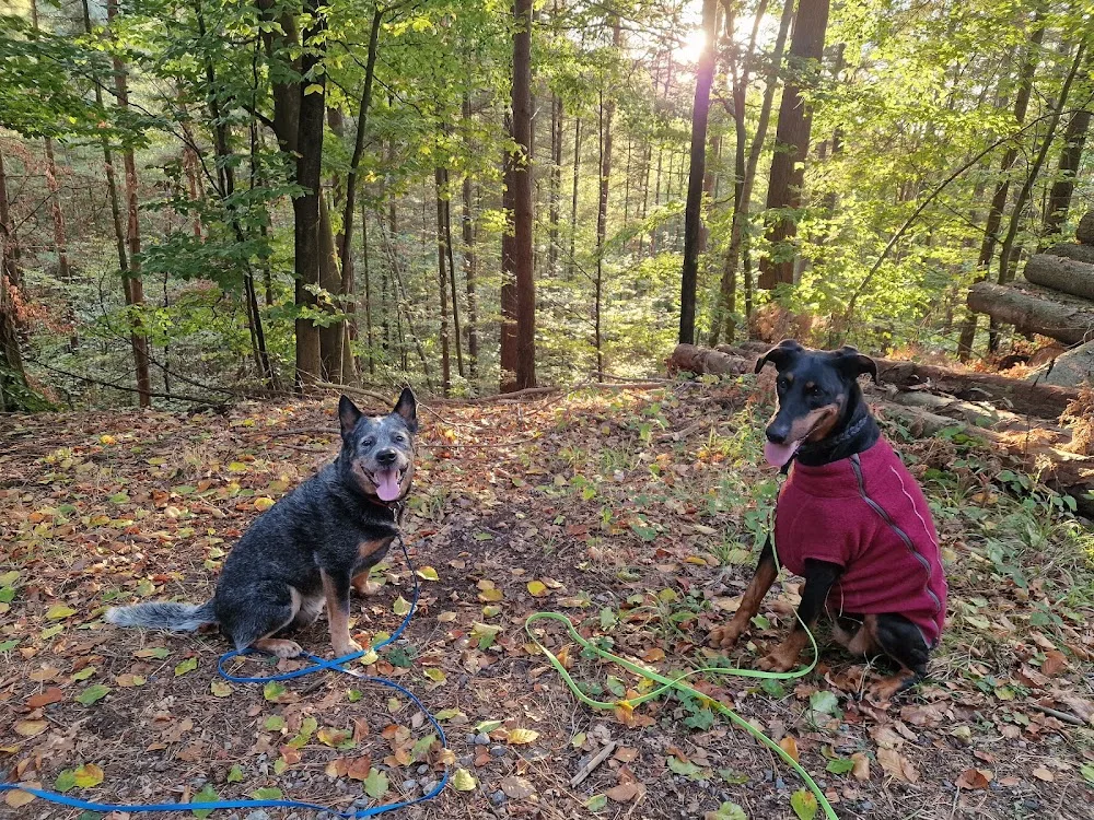 Beutelgreifer-Odenwald - Erbach pet otel görseli 3