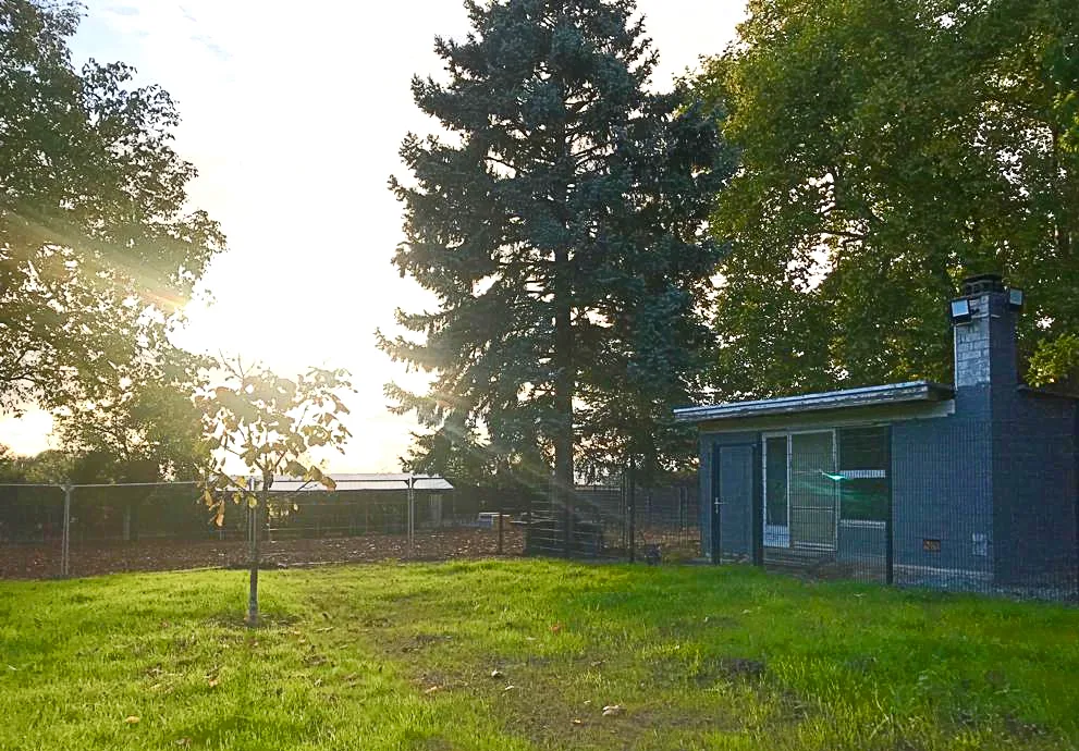 Hundestunde Tag & Nacht / Hundepension Rosbach GmbH - Erbach pet otel