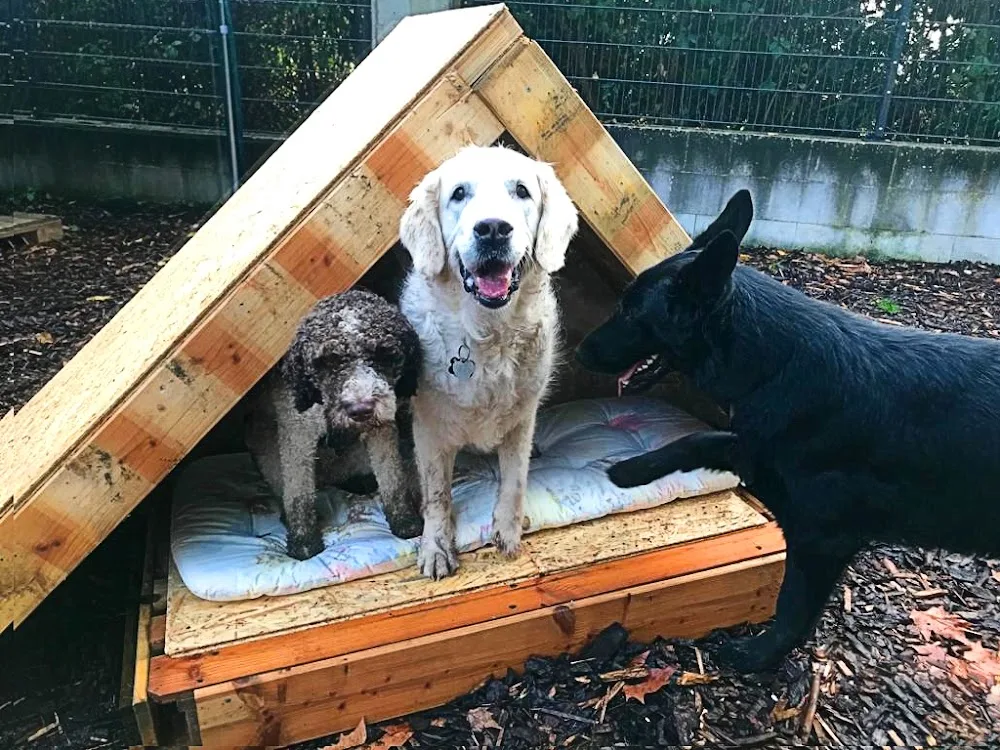 Hundestunde Tag & Nacht / Hundepension Rosbach GmbH - Erbach pet otel görseli 7