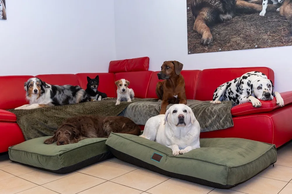HUNDIVERSUM DogCare GmbH - Erbach pet otel görseli 3