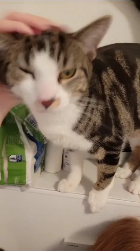 Katzenpension Pfötchen Inhaberin: Dhana Kempf - Erbach pet otel