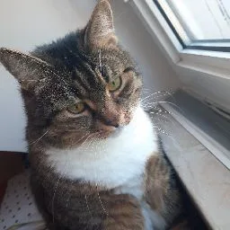 Katzenpension Pfötchen Inhaberin: Dhana Kempf - Erbach pet otel görseli 9