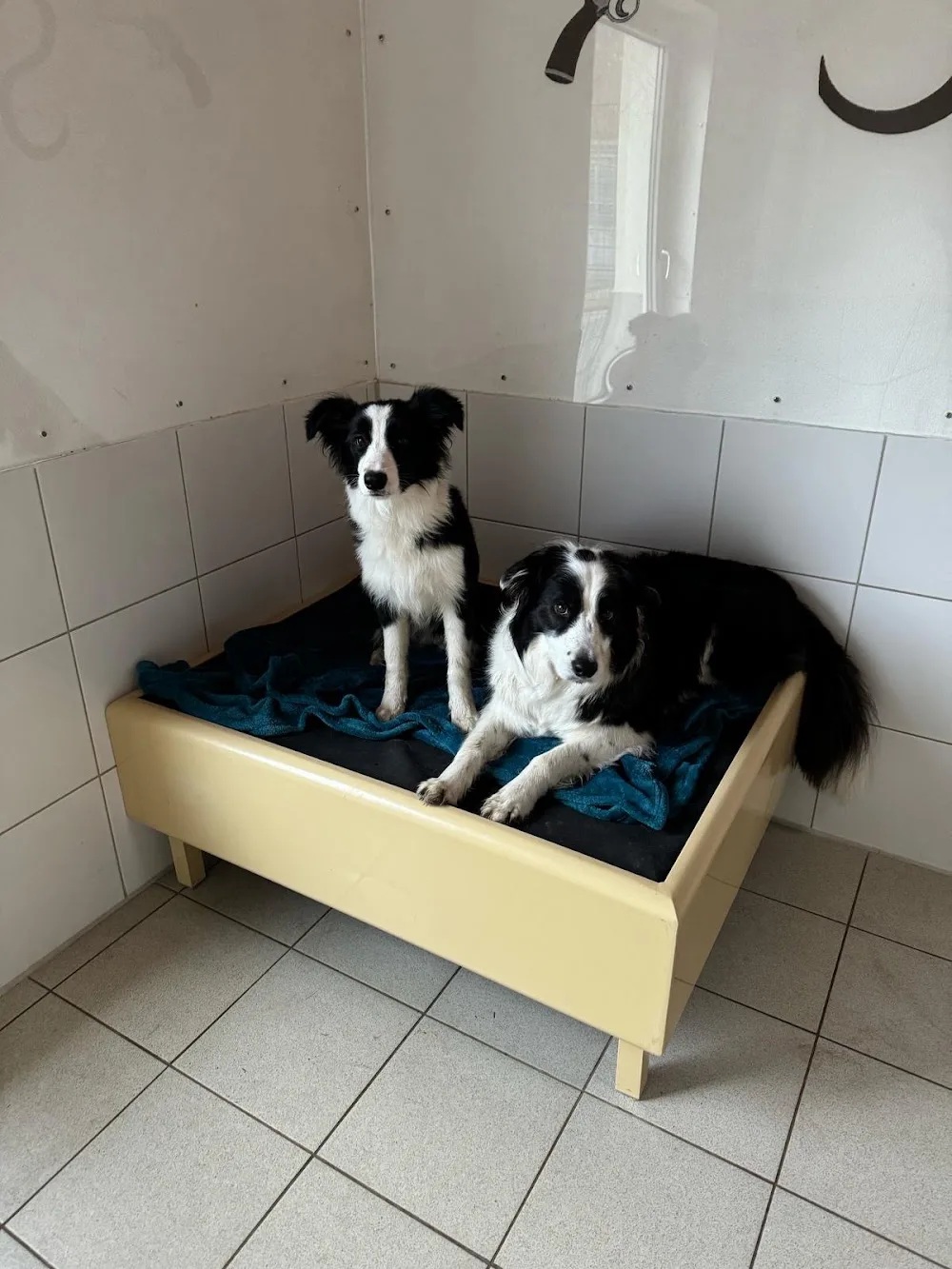 Residenz am Wald Ausbildungszentrum und Hundehotel Klauer - Erbach pet otel görseli 2