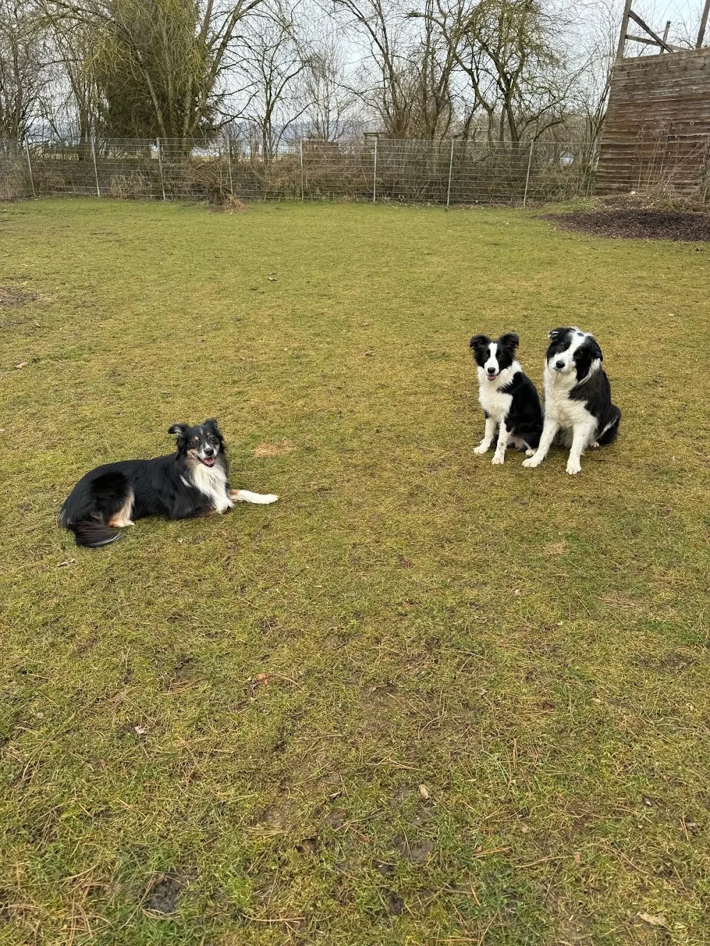 Residenz am Wald Ausbildungszentrum und Hundehotel Klauer - Erbach pet otel görseli 3
