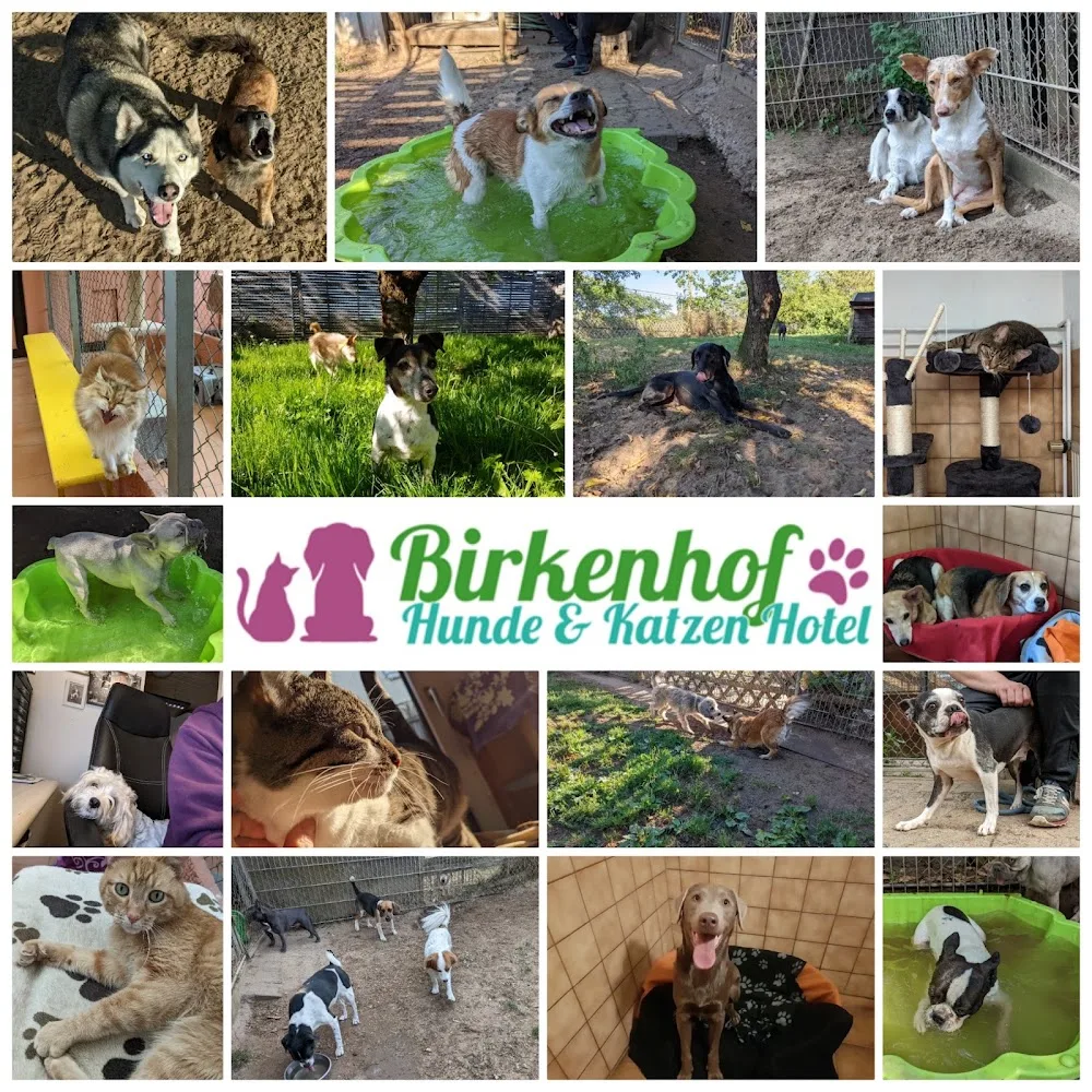 Tierpension Birkenhof - Erbach pet otel görseli 7
