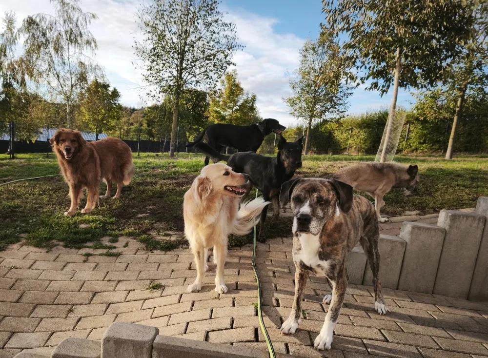 Tierpension Michelstadt - Erbach pet otel görseli 2