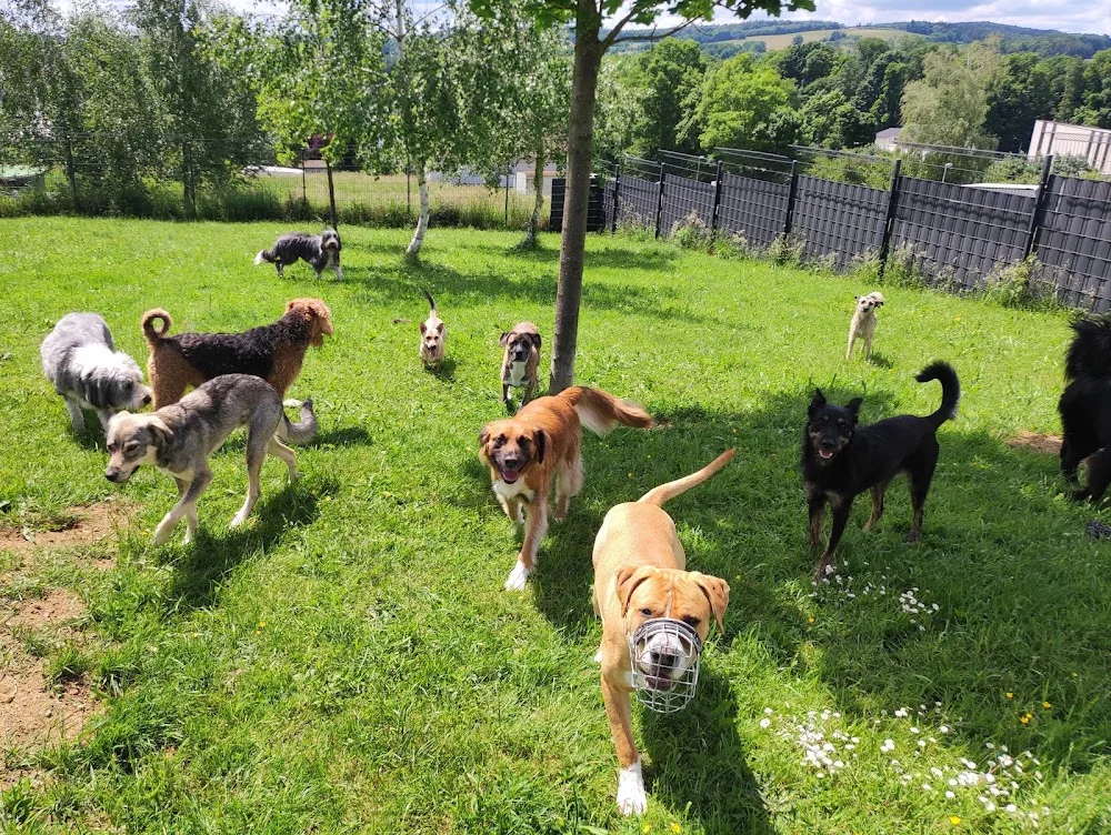Tierpension Michelstadt - Erbach pet otel görseli 3