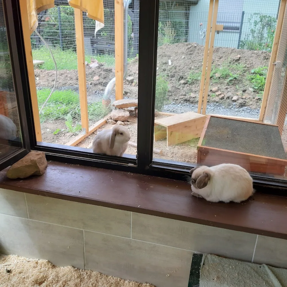 Urlaubspension für Kleintiere - Nur Kaninchen & Meerschweinchen - Erbach pet otel görseli 3