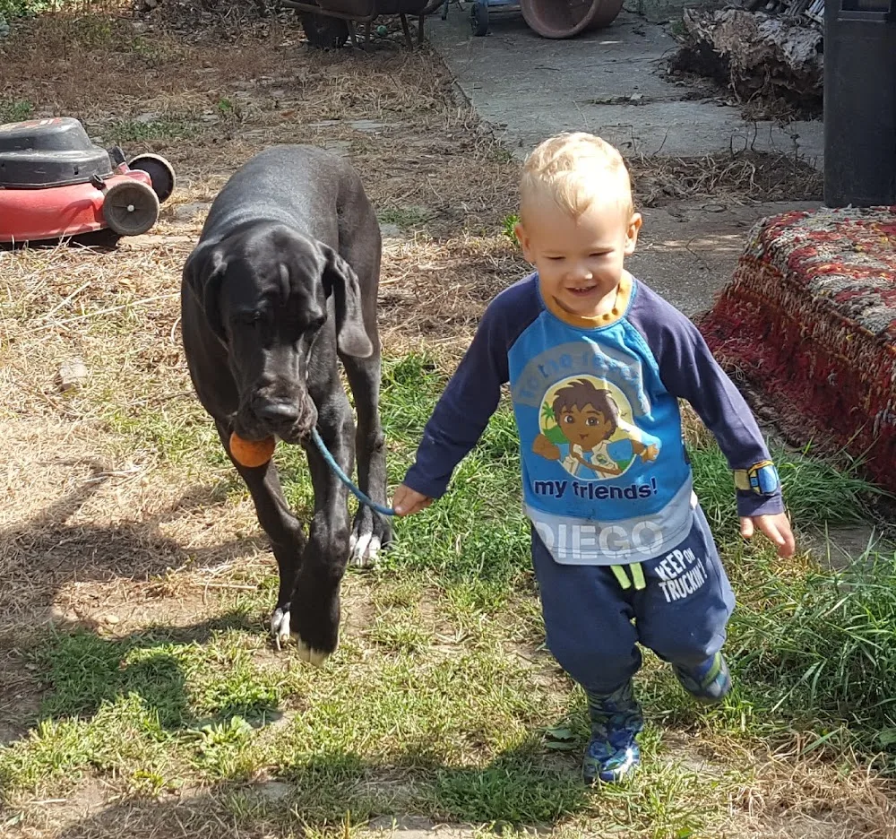 Afamar Német Dog Kennel - Érd pet otel görseli 3
