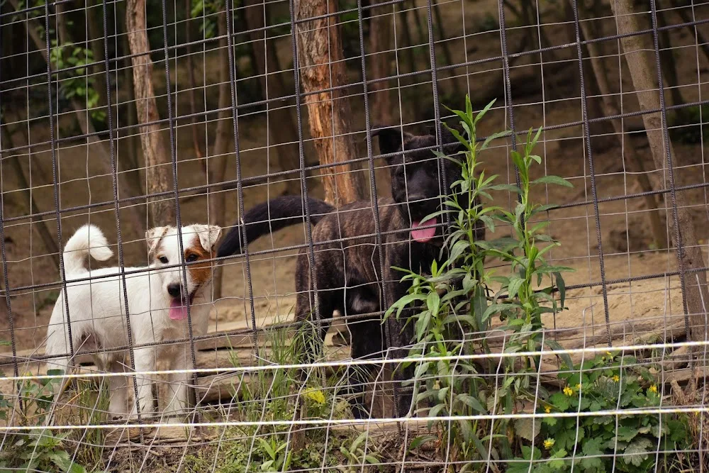 Balancs Dog - Érd pet otel