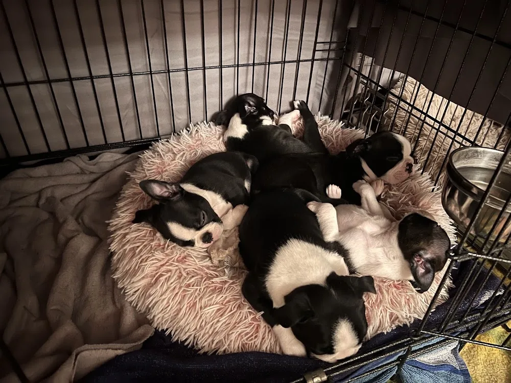 Boston Friend’s kennel - Érd pet otel