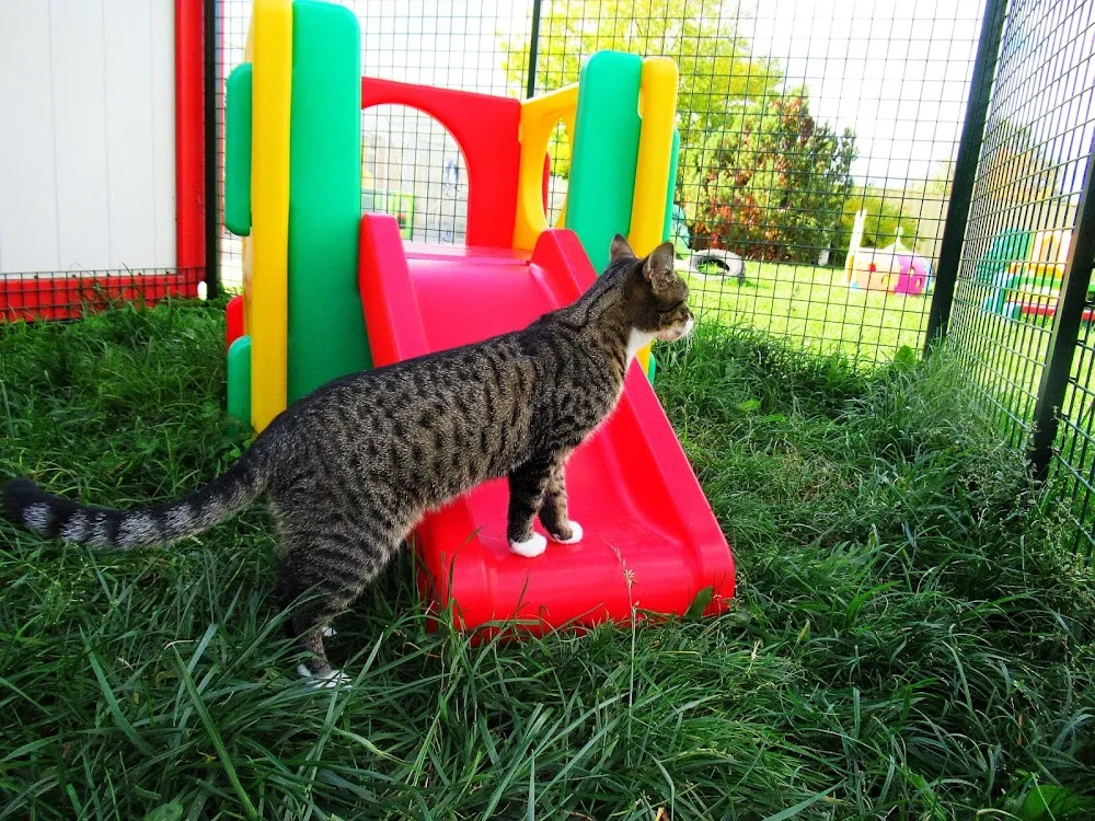 Cat-O-Lodge Cicapanzió és Cicanapközi Buda - Érd pet otel görseli 7