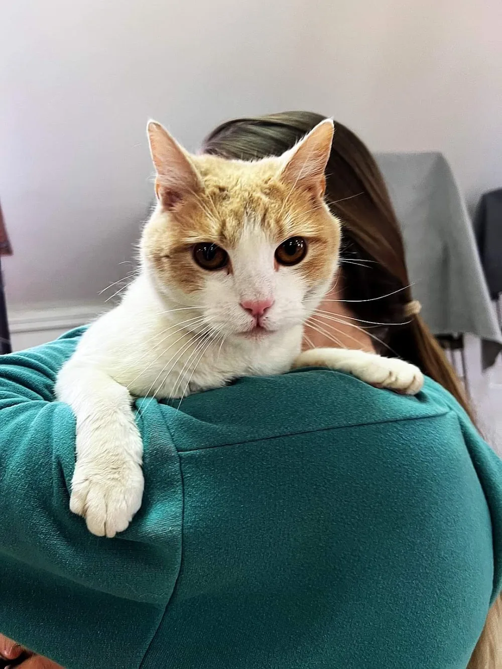 Cat-O-Lodge Cicapanzió és Cicanapközi Szigetszentmiklós - Érd pet otel görseli 3