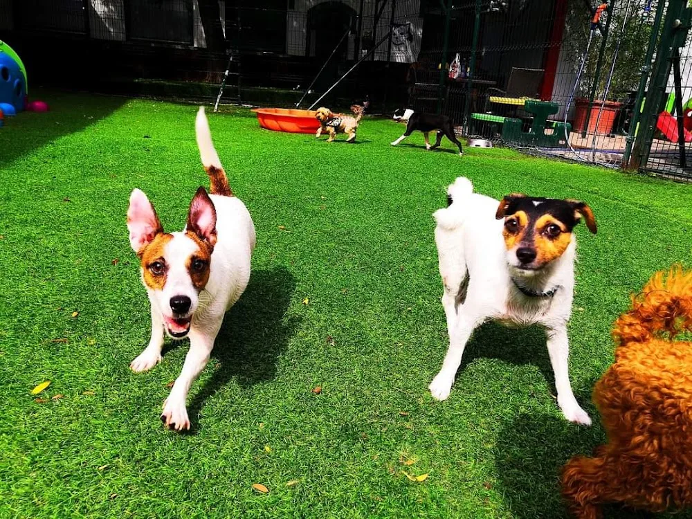 Dogmopolite Kutyapanzió és Kutyanapközi Buda - Érd pet otel görseli 3
