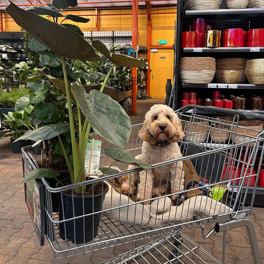 Dogmopolite Kutyapanzió és Kutyanapközi Buda - Érd pet otel görseli 5