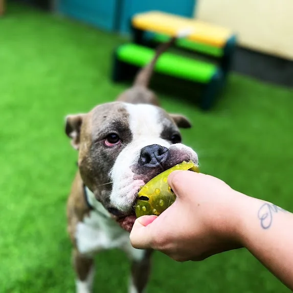 Dogmopolite Kutyapanzió és Kutyanapközi Szigetszentmiklós - Érd pet otel görseli 3