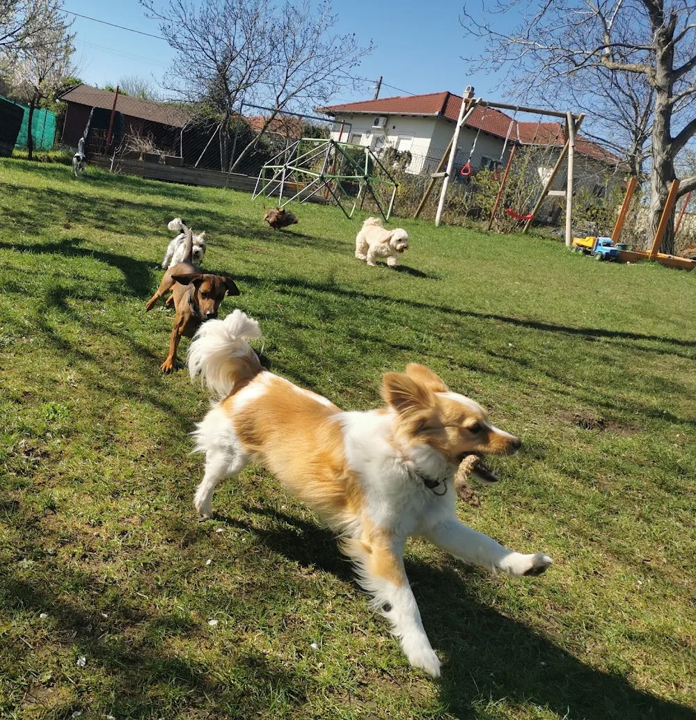 Kutyapanzió Kis kutyaszitter M&M dogbnb - Érd pet otel