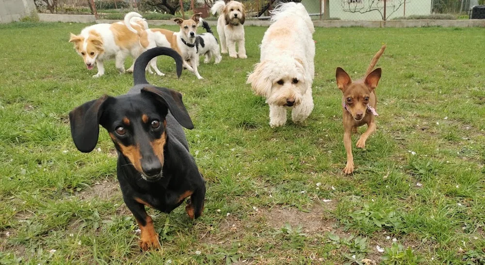 Kutyapanzió Kis kutyaszitter M&M dogbnb - Érd pet otel görseli 3