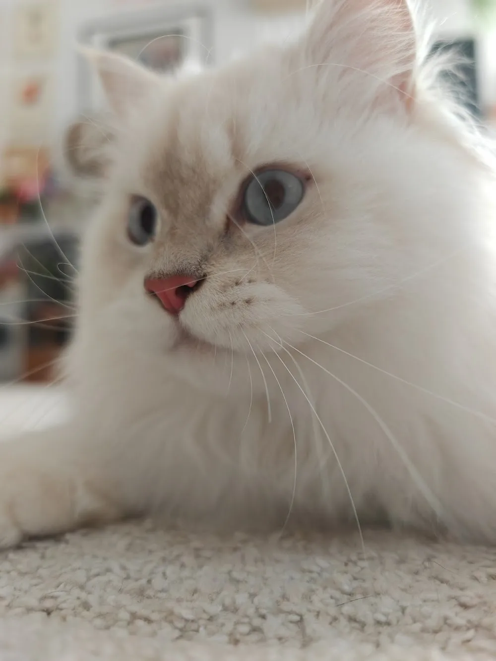 LocalCat - Érd pet otel görseli 3
