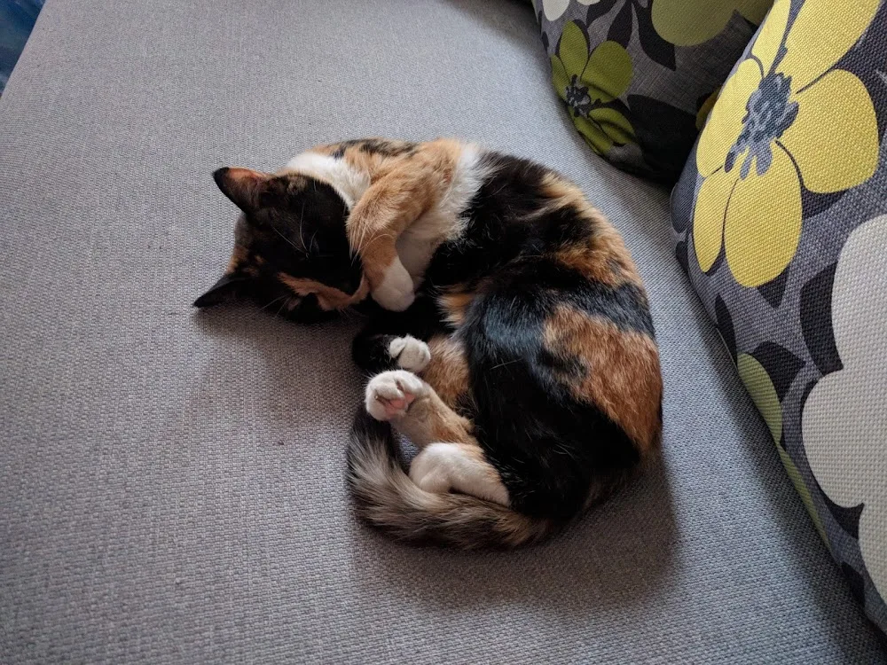 LocalCat - Érd pet otel görseli 6