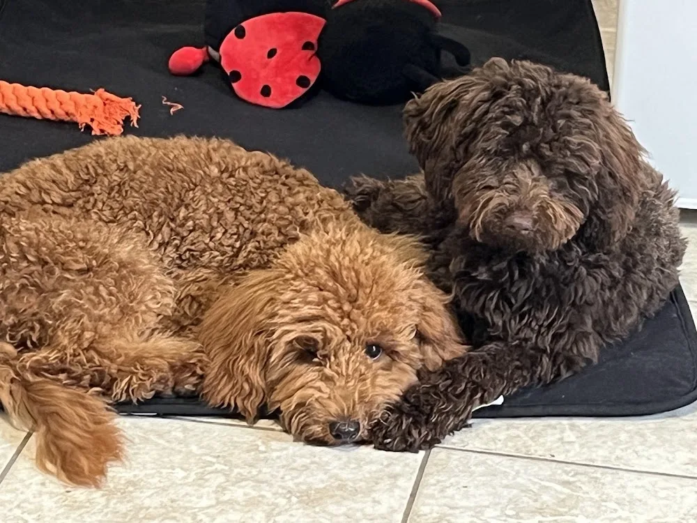 Mini Kutyanapközi és Cicapanzió - Érd pet otel görseli 3