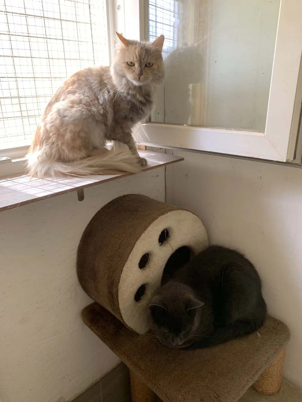 Németh KUTYAPANZIÓ és MACSKAPANZIÓ - Érd pet otel görseli 3