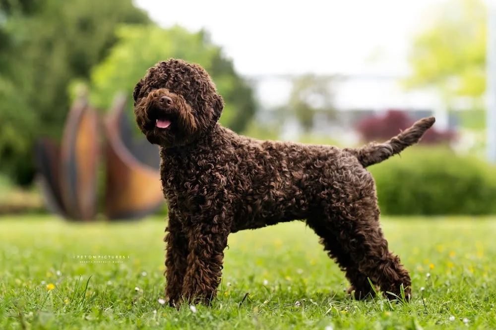 Stelle del lagotto amore waterdog kennel, Magyarország - Érd pet otel