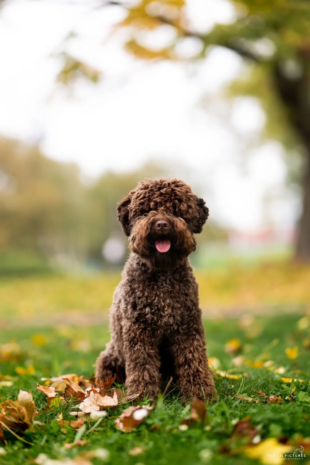 Stelle del lagotto amore waterdog kennel, Magyarország - Érd pet otel görseli 3