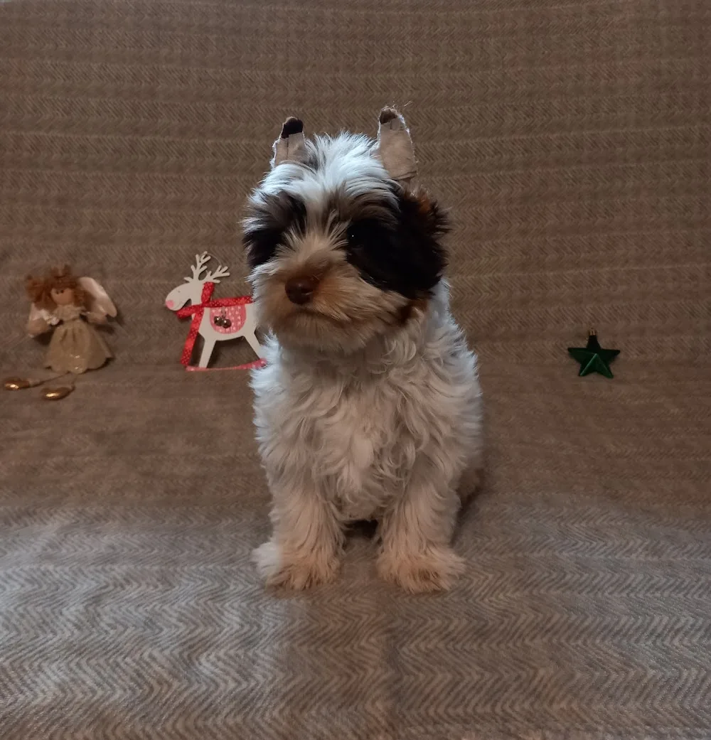 Sweet Yorkie Kennel - Érd pet otel