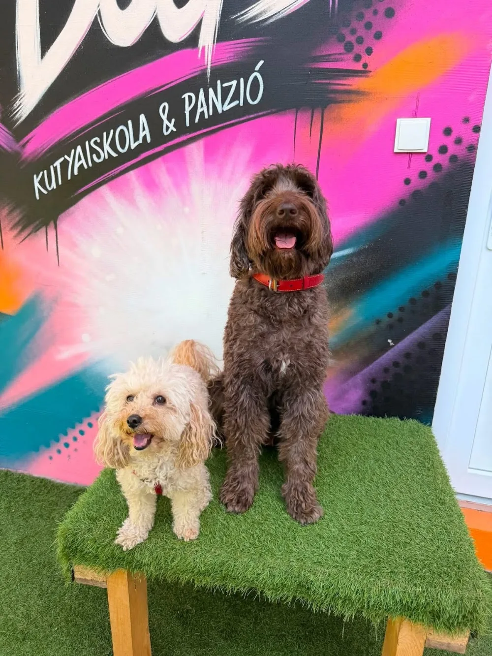 Tri Dogs | Kutyapanzió és Napközi - Érd pet otel görseli 3